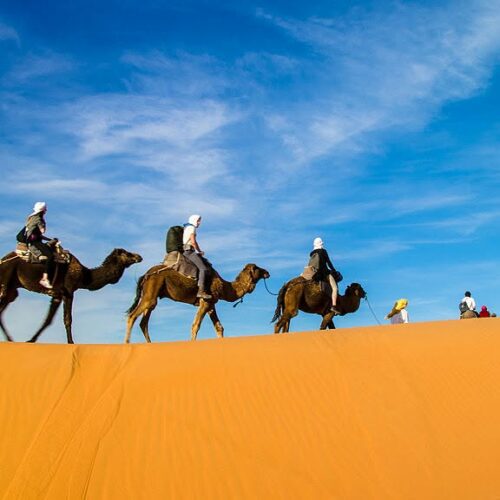 camel ride douz