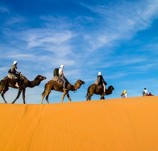 camel ride douz