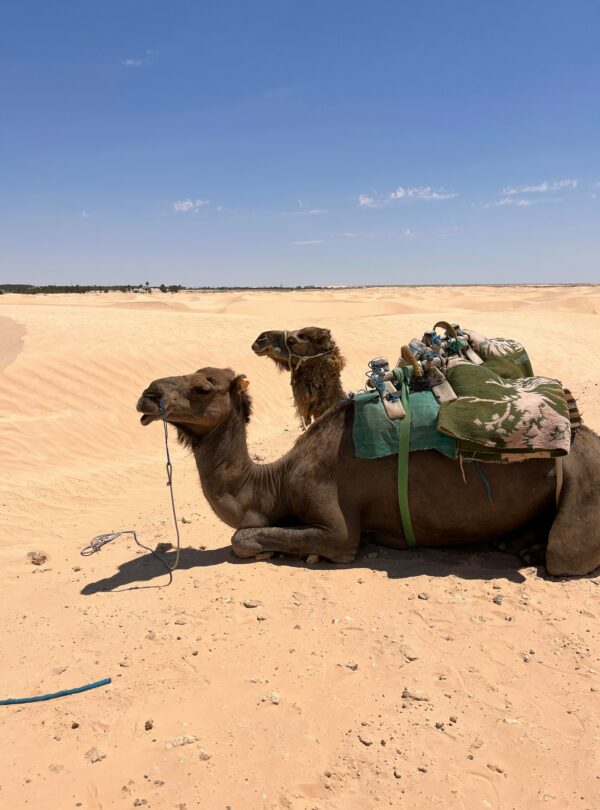 desert douz